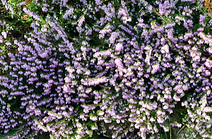 Heather in Bloom